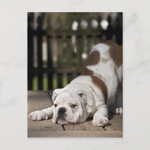Cartão Postal English Bulldog Puppy