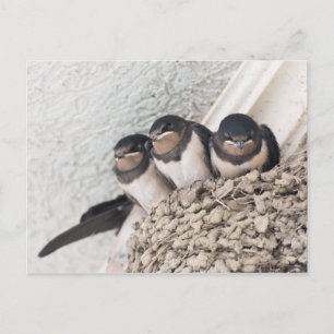 Cartão Postal Engolir anestros sentados no ninho