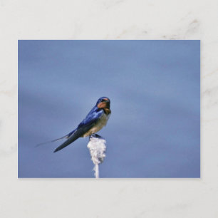 Cartão Postal Engorda