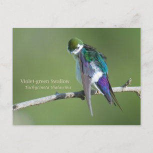 Cartão Postal Engorda verde-violeta