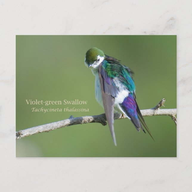 Cartão Postal Engorda verde-violeta (Frente)