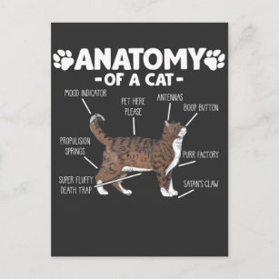 Cartão Postal Engraçado Anatomia de um Gatinho Gato, dono de um 
