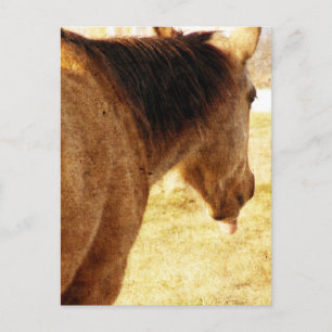Cartão Postal Engraçado Buckskin