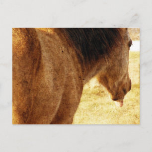 Cartão Postal Engraçado Buckskin