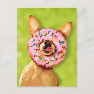 Cartão Postal Engraçado Cachorro Chihuahua com Rosquinha de asp