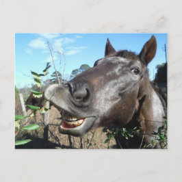 Cartão Postal Engraçado Cavalo castanho