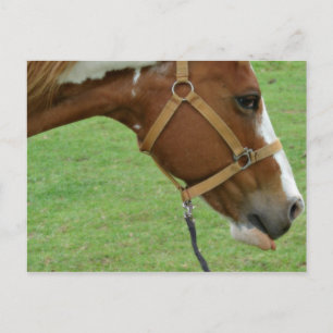 Cartão Postal Engraçado Cavalo Flashy
