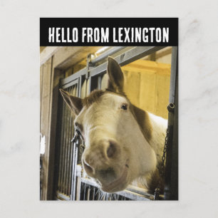 CARTÃO POSTAL ENGRAÇADO CAVALO SORRINDO LEXINGTON
