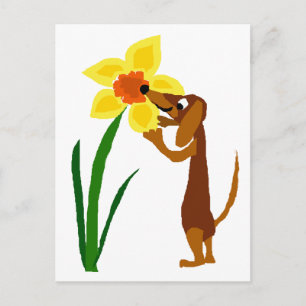 Cartão Postal Engraçado Dachshund Cheirando Daffodil Amarelo