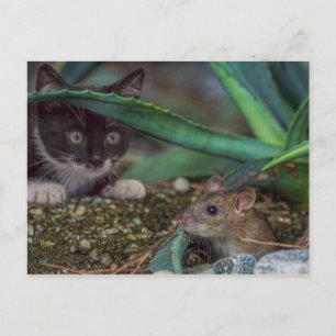 Cartão postal engraçado de gato e rato