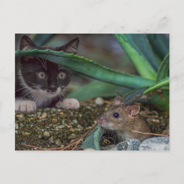 Cartão postal engraçado de gato e rato (Frente)