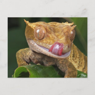 Cartão Postal Engraçado GECKO Licenciando seus Lábios POSTCARD