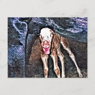 Cartão Postal Engraçado Novo Foto