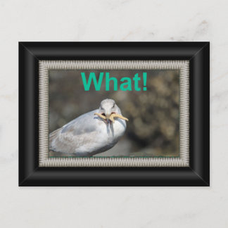 Cartão Postal Engraçado Seagull tentando comer uma estrela