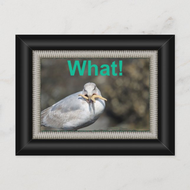 Cartão Postal Engraçado Seagull tentando comer uma estrela (Frente)