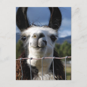 Cartão Postal Engraçado sorriso Llama no sul do Oregon