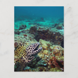 Cartão Postal Enguia-maria-preta