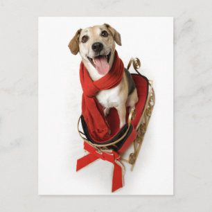 Cartão Postal Enorme sorriso feliz no rosto de cachorro sentado 