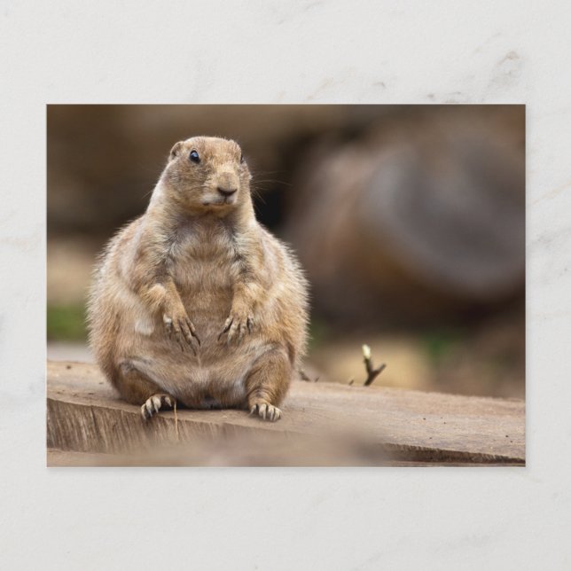 Cartão Postal Então, estou um Pouco Curto para o meu Peso (Frente)