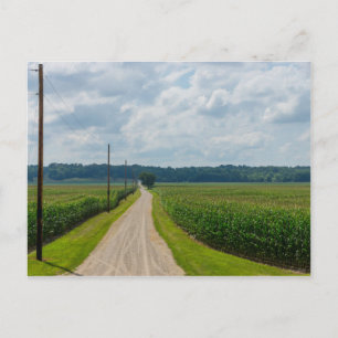 Cartão Postal Entre Campos De Milho