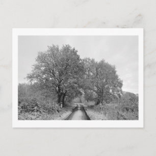 Cartão Postal Entre os carvalhos (inverno)