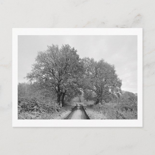 Cartão Postal Entre os carvalhos (inverno) (Frente)