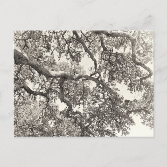 Cartão Postal Entrelaçado (Frente)