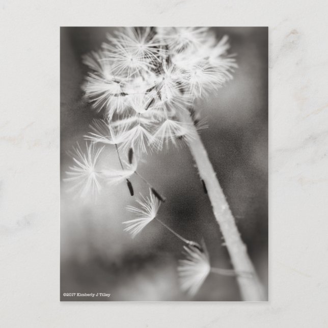 Cartão Postal Enviando Desejos (Frente)