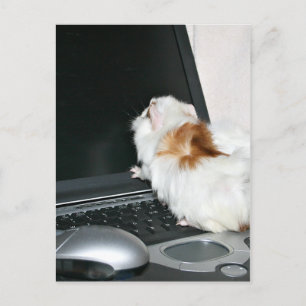 Cartão Postal Envie-me um e-mail!