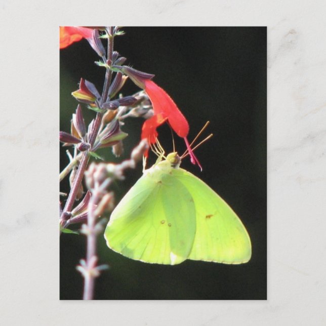 Cartão Postal Enxofre na Salvia Postcard (Frente)