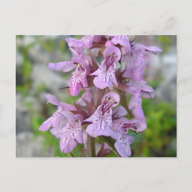 Cartão Postal Épiaire des marais (2) (Frente)