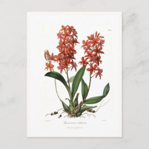 Cartão Postal Epidendrum vitellino