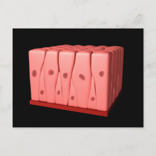 Cartão Postal Epithélio Columnar Pseudoestratificado