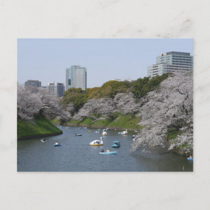 Cartão Postal Época da flor da cereja (Sakura) em Tóquio, Japão