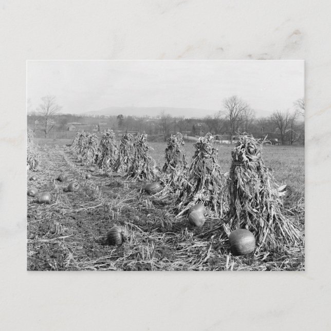 Cartão Postal Época de Colheita, 1906 (Frente)