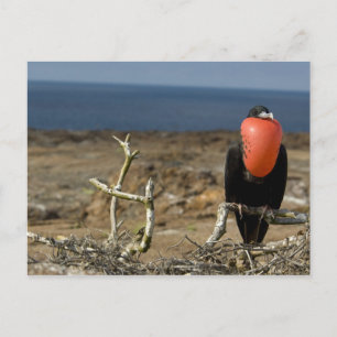 Cartão Postal Equador, Galápagos, Ilha de Genovesa. Príncipe