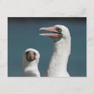 Cartão Postal Equador, Galápagos. Ilha Genovesa também conhecida