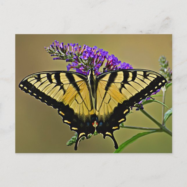 Cartão Postal equilíbrio (Frente)