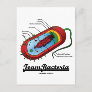 Cartão Postal Equipe Bacteria (Prokaryote)