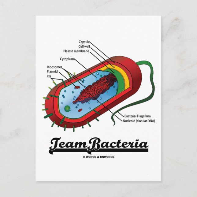 Cartão Postal Equipe Bacteria (Prokaryote) (Frente)