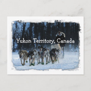 Cartão Postal Equipe De Cachorros Yukon Quest; Território Yukon,