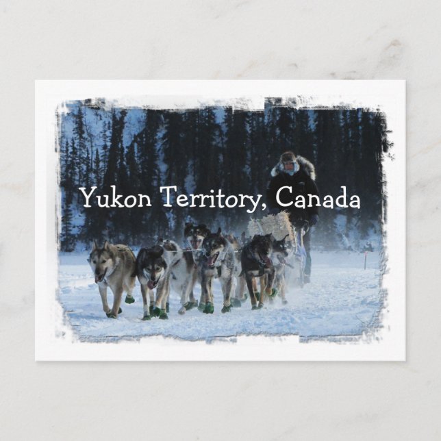Cartão Postal Equipe De Cachorros Yukon Quest; Território Yukon, (Frente)