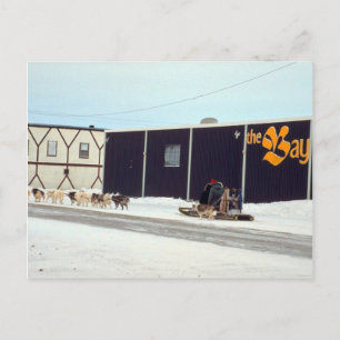 Cartão Postal Equipe de cães na baía, Churchill, Manitoba