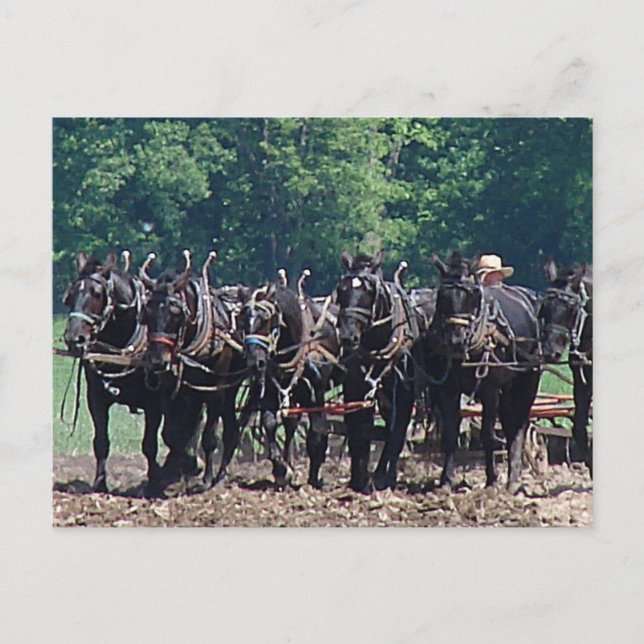 Cartão Postal Equipe de Seis Cavalos (Frente)