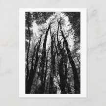 Era uma vez na floresta