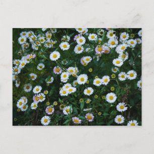 Cartão postal Erigeron Daisies