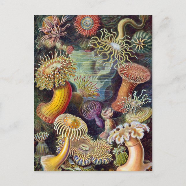Cartão Postal Ernst Haeckel - Actiniae (Frente)