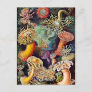 Cartão Postal Ernst Haeckel Actiniaea