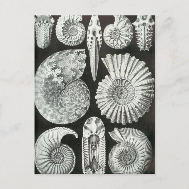 Cartão Postal Ernst Haeckel - Ammonitida (Frente)