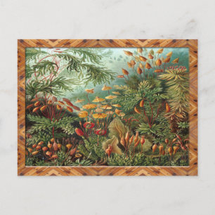 Cartão Postal Ernst Haeckel Art Impressão: Muscinae